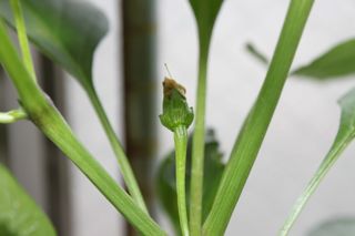 IMG_1668.jpg